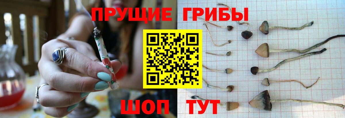 хочу наркоту  Вход с VPN  Карасук  Псилоцибиновые грибы Psilocybine cubensis 